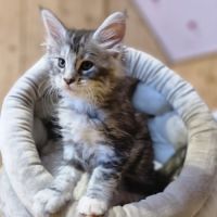 7 chatons maine coon loof dispo nés le 26/09/2025 #6