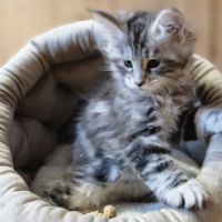 7 chatons maine coon loof dispo nés le 26/09/2025 #8