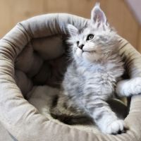 7 chatons maine coon loof dispo nés le 26/09/2025 #9