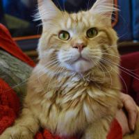 7 chatons maine coon loof dispo nés le 26/09/2025 #10