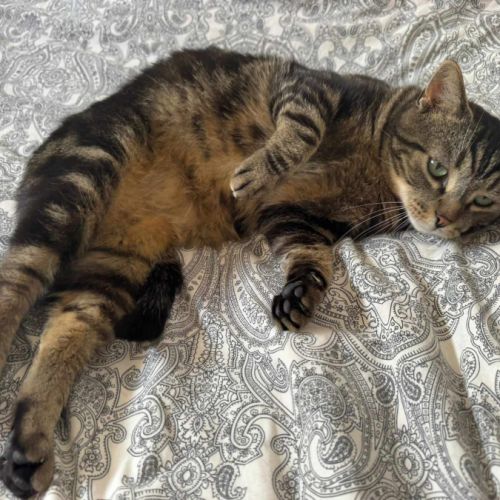 Einstein - chat à l’adoption #1