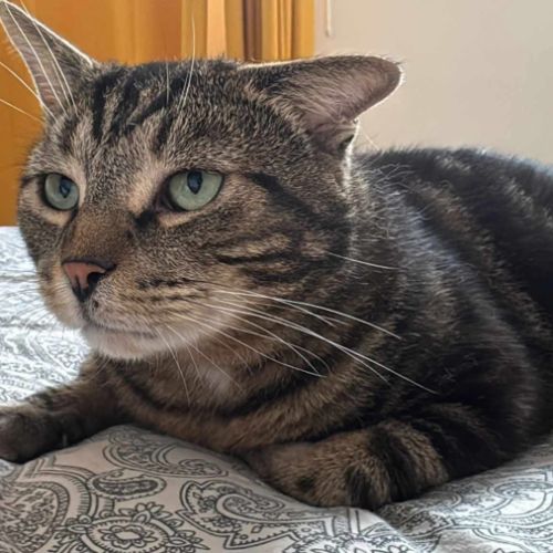 Einstein - chat à l’adoption #2