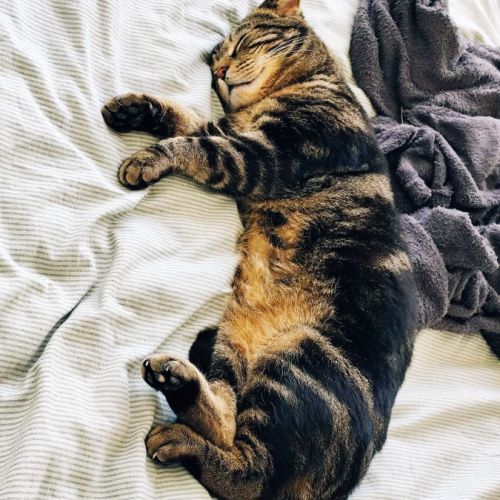 Einstein - chat à l’adoption #3