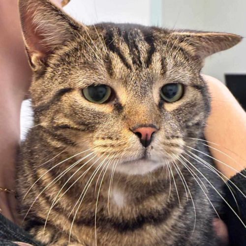 Einstein - chat à l’adoption