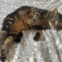 Einstein - chat à l’adoption #1