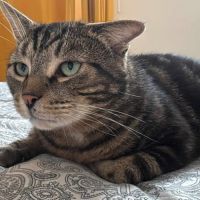 Einstein - chat à l’adoption #2