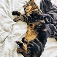 Einstein - chat à l’adoption #3