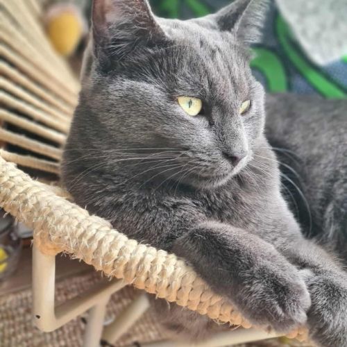 Cendré - chat à l’adoption #1