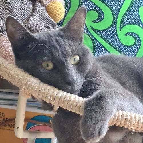 Cendré - chat à l’adoption