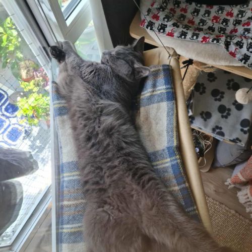 Cendré - chat à l’adoption #3