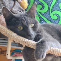 Cendré - chat à l’adoption