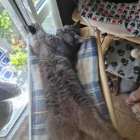 Cendré - chat à l’adoption #3