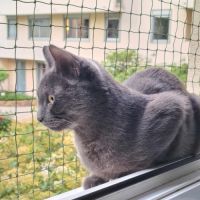 Cendré - chat à l’adoption #4