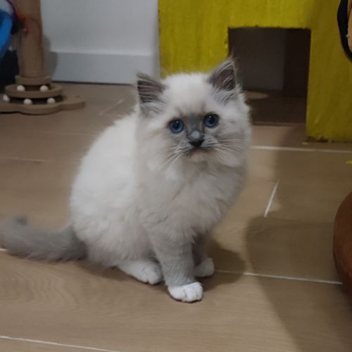 Magnifiques chatons ragdoll #1