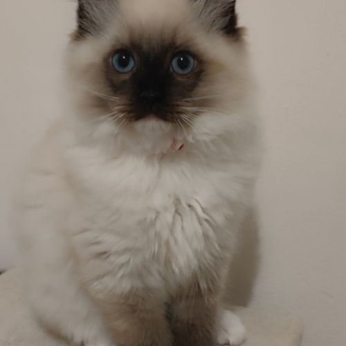 Magnifiques chatons ragdoll #2