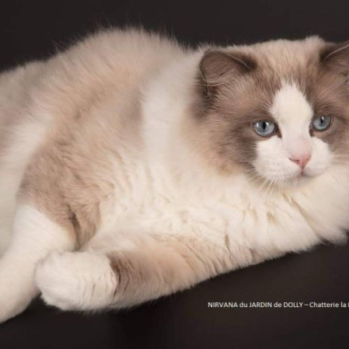Magnifiques chatons ragdoll #1