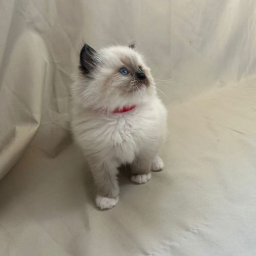 Magnifiques chatons ragdoll