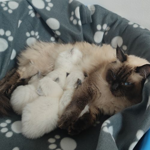 Magnifiques chatons ragdoll #3