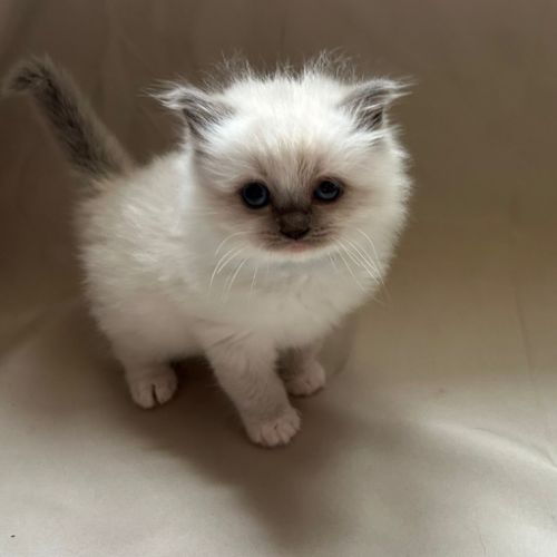 Magnifiques chatons ragdoll #4