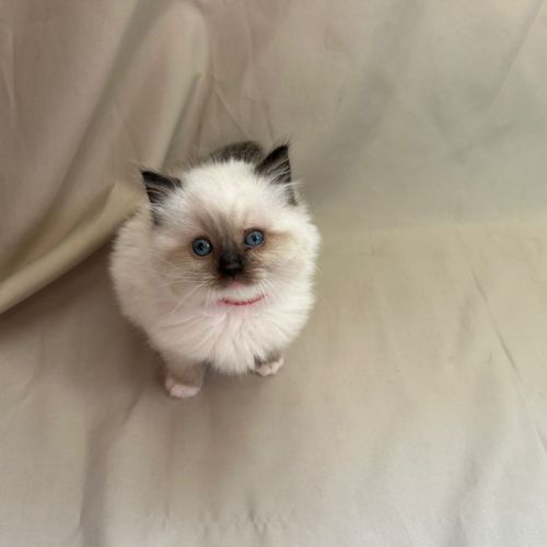 Magnifiques chatons ragdoll #7