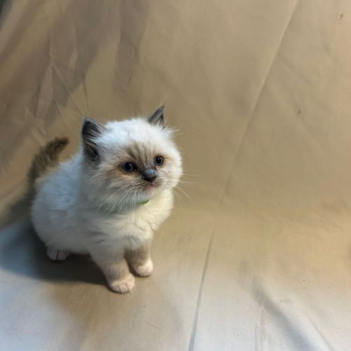 Magnifiques chatons ragdoll #9