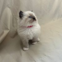 Magnifiques chatons ragdoll #0