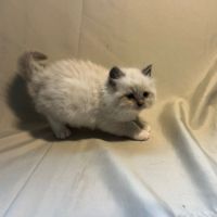 Magnifiques chatons ragdoll #5