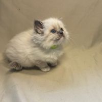 Magnifiques chatons ragdoll #6