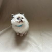Magnifiques chatons ragdoll #8