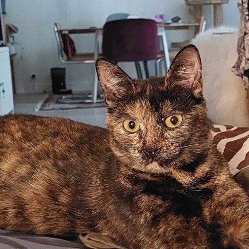 Indina - chat à l’adoption