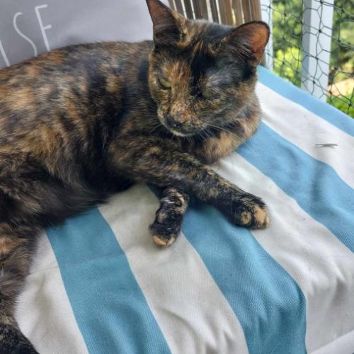 Indina - chat à l’adoption #2