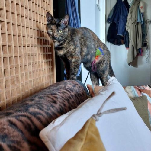 Indina - chat à l’adoption #4