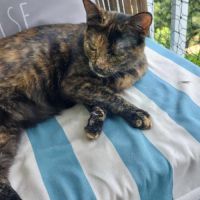 Indina - chat à l’adoption #2