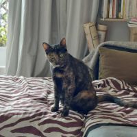 Indina - chat à l’adoption #3