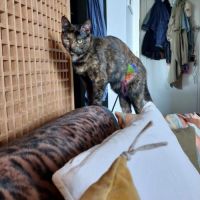 Indina - chat à l’adoption #4