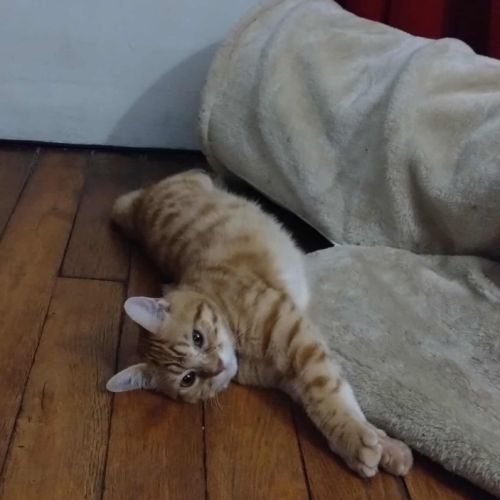 Mephisto - chat à l’adoption #1