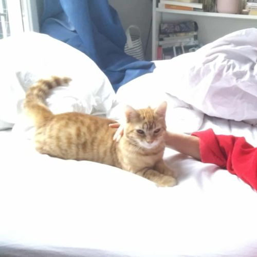 Mephisto - chat à l’adoption #2