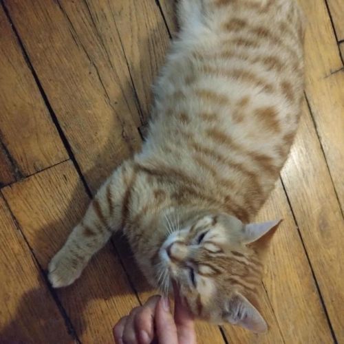 Mephisto - chat à l’adoption