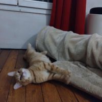 Mephisto - chat à l’adoption #3