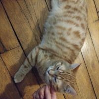 Mephisto - chat à l’adoption