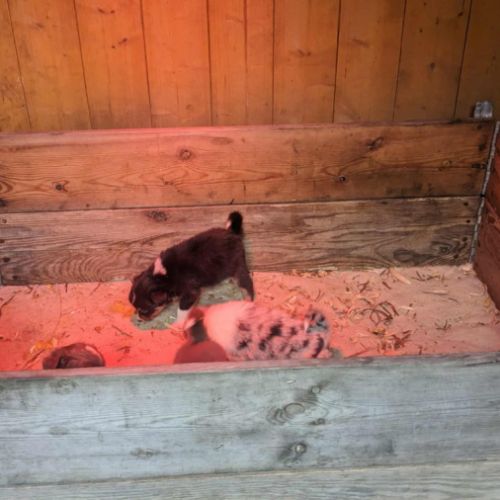 Chiot berger australien lof #2