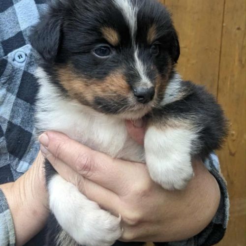 Chiot berger australien lof #3