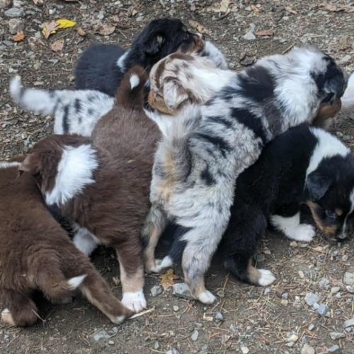 Chiot berger australien lof #5