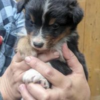 Chiot berger australien lof #1