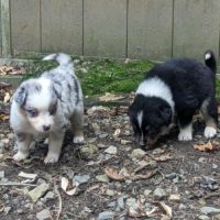 Chiot berger australien lof