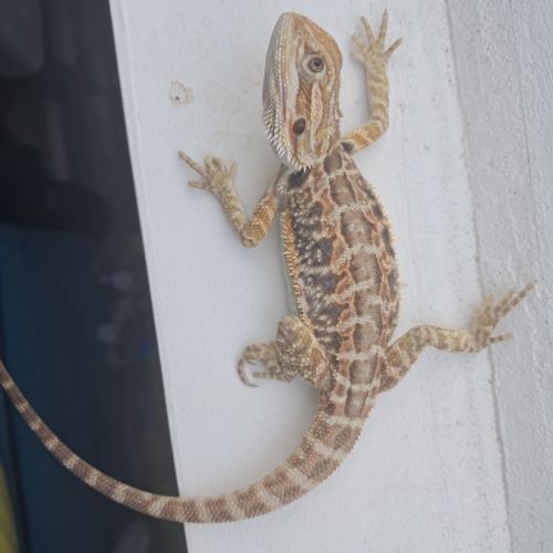Vends bébés pogona vitticeps #1