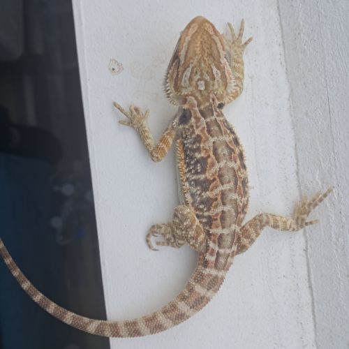 Vends bébés pogona vitticeps #2