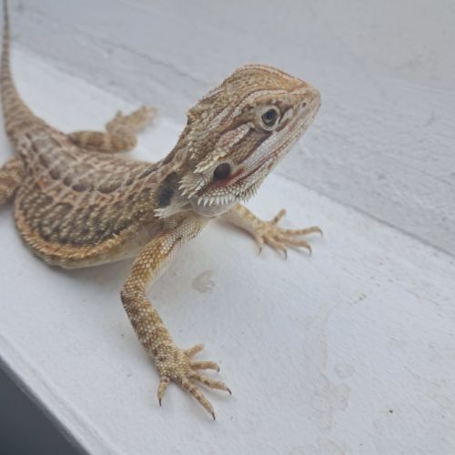 Vends bébés pogona vitticeps #4