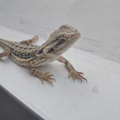 Vends bébés pogona vitticeps #6