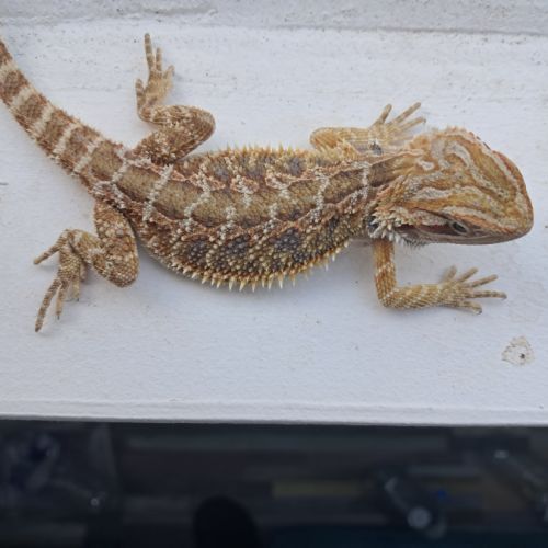 Vends bébés pogona vitticeps